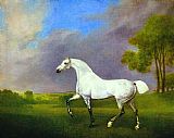 George Stubbs Famous Paintings - A Grey Horse